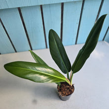 Load image into Gallery viewer, #22 Philodendron Linnaei