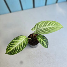 Load image into Gallery viewer, #H42 Phyllotaenium Lindenii 'Mint'