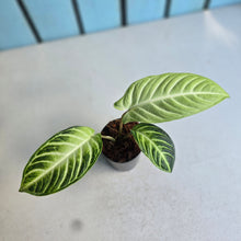 Load image into Gallery viewer, #H42 Phyllotaenium Lindenii 'Mint'