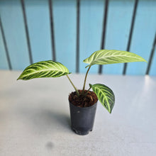 Load image into Gallery viewer, #H42 Phyllotaenium Lindenii 'Mint'