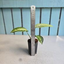 Load image into Gallery viewer, #H42 Phyllotaenium Lindenii 'Mint'