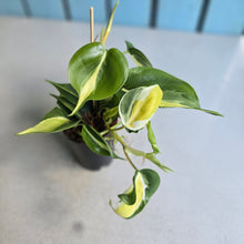 Load image into Gallery viewer, #H8 Philodendron Cream Splash