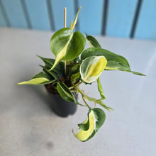 Load image into Gallery viewer, #H8 Philodendron Cream Splash