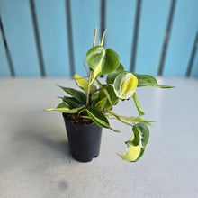Load image into Gallery viewer, #H8 Philodendron Cream Splash