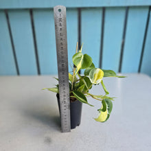 Load image into Gallery viewer, #H8 Philodendron Cream Splash