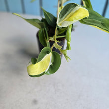 Load image into Gallery viewer, #H8 Philodendron Cream Splash