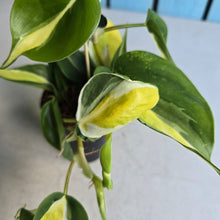 Load image into Gallery viewer, #H8 Philodendron Cream Splash