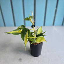 Load image into Gallery viewer, #H8 Philodendron Cream Splash