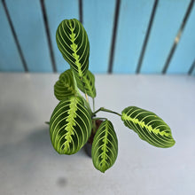 Load image into Gallery viewer, #7 Maranta Lemon Lime