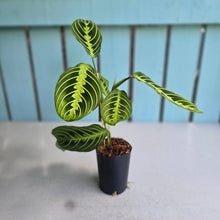 Load image into Gallery viewer, #7 Maranta Lemon Lime