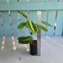 Load image into Gallery viewer, #7 Maranta Lemon Lime