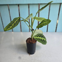 Load image into Gallery viewer, #7 Maranta Lemon Lime