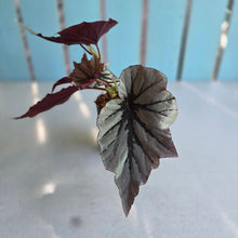 Load image into Gallery viewer, #710 Begonia Looking Glass