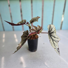 Load image into Gallery viewer, #710 Begonia Looking Glass