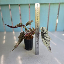 Load image into Gallery viewer, #710 Begonia Looking Glass
