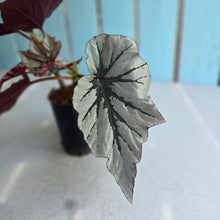 Load image into Gallery viewer, #710 Begonia Looking Glass