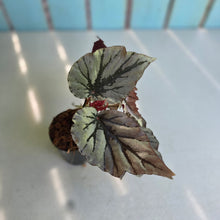 Load image into Gallery viewer, #710 Begonia Looking Glass