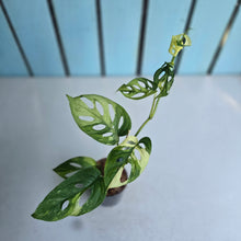 Load image into Gallery viewer, #H73 Variegated Monstera Adansonii