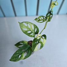 Load image into Gallery viewer, #H73 Variegated Monstera Adansonii