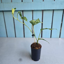 Load image into Gallery viewer, #H73 Variegated Monstera Adansonii