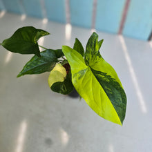 Load image into Gallery viewer, #H75 Syngonium Aurea Variegated