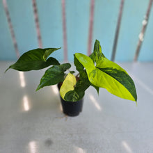 Load image into Gallery viewer, #H75 Syngonium Aurea Variegated