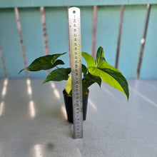 Load image into Gallery viewer, #H75 Syngonium Aurea Variegated