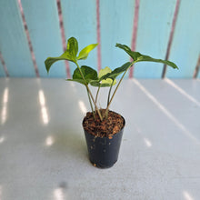Load image into Gallery viewer, #H75 Syngonium Aurea Variegated