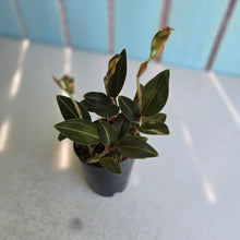 Load image into Gallery viewer, #605 Black Jewel Orchid