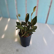 Load image into Gallery viewer, #605 Black Jewel Orchid