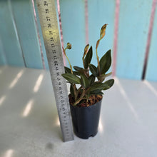 Load image into Gallery viewer, #605 Black Jewel Orchid
