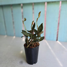 Load image into Gallery viewer, #605 Black Jewel Orchid