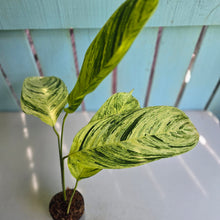 Load image into Gallery viewer, #M9 Ctenanthe Variegated