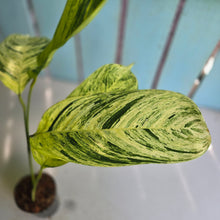 Load image into Gallery viewer, #M9 Ctenanthe Variegated