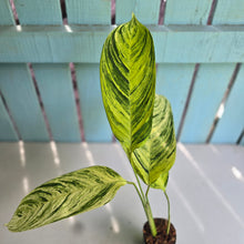 Load image into Gallery viewer, #M9 Ctenanthe Variegated