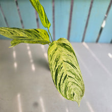 Load image into Gallery viewer, #M9 Ctenanthe Variegated