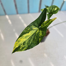 Load image into Gallery viewer, #M92 Syngonium Aurea Variegated