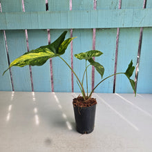 Load image into Gallery viewer, #M92 Syngonium Aurea Variegated