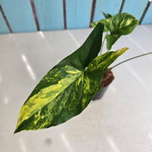 Load image into Gallery viewer, #M92 Syngonium Aurea Variegated