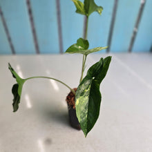 Load image into Gallery viewer, #M92 Syngonium Aurea Variegated