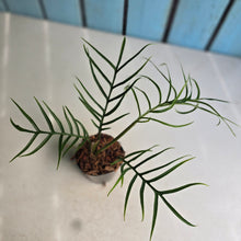 Load image into Gallery viewer, #138 Philodendron Tortum