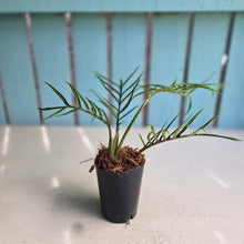 Load image into Gallery viewer, #138 Philodendron Tortum