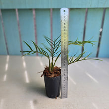 Load image into Gallery viewer, #138 Philodendron Tortum