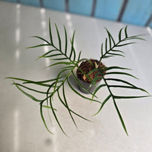 Load image into Gallery viewer, #138 Philodendron Tortum
