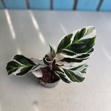 Load image into Gallery viewer, #H348 Calathea White Fusion