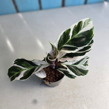 Load image into Gallery viewer, #H348 Calathea White Fusion