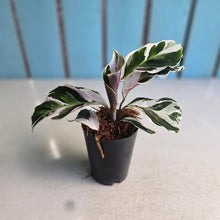 Load image into Gallery viewer, #H348 Calathea White Fusion