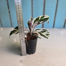 Load image into Gallery viewer, #H348 Calathea White Fusion