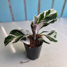 Load image into Gallery viewer, #H348 Calathea White Fusion