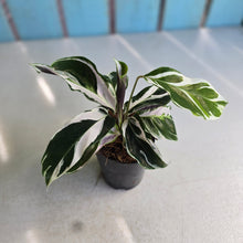 Load image into Gallery viewer, #B102 Calathea White Fusion